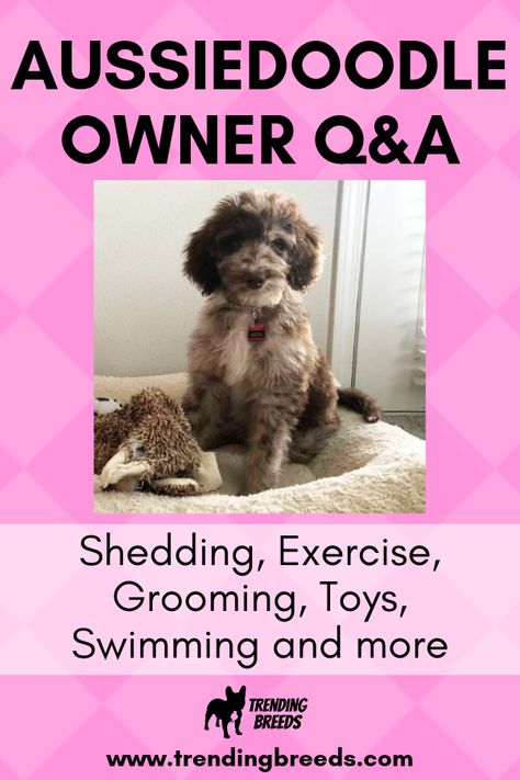 Australian Doodle, Toy Aussiedoodle, Mini Aussiedoodle Haircut Styles, How To Train A Aussie Puppy, Dog Haircuts Aussiedoodle, Aussiedoodle Puppies, Mini Aussiedoodle Full Grown, Aussie Mountain Doodle, Aussie Doodle Puppy