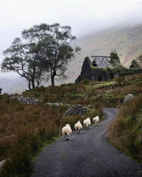 Country lane to abandoned cottage, Scotland Celtic Aesthetic, Scottish Aesthetic, Lou Core, The Quiet Place, Cottage Witch Aesthetic, Dark Cottagecore Aesthetic, Ireland Aesthetic, Nostalgic Pictures, Country Lane