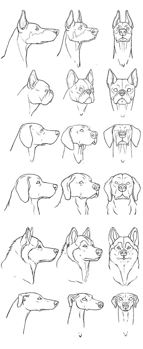 dogs breeds. by sofmer How To Draw Animals, Dog Drawings, Dog Anatomy, Draw Animals, Dogs Breeds, Siluete Umane, Dog Sketch, 강아지 그림, Animal Study