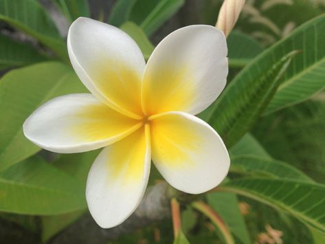 #Frangipane #mauritius #flower Frangipane Flower, Fiori Frangipani, Flower Reference, Beach Cabin, Flower Art Painting, Mauritius, Hibiscus, Art Work, Flower Art