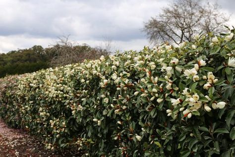 Magnolia Tree Types and Magnolia Tree Care | HGTV Evergreen Privacy Hedge, Magnolia Tree Types, Fairy Magnolia, Magnolia Tree Landscaping, Jane Magnolia Tree, Care For Succulents, Evergreen Magnolia, Landscape Space, Tulip Magnolia