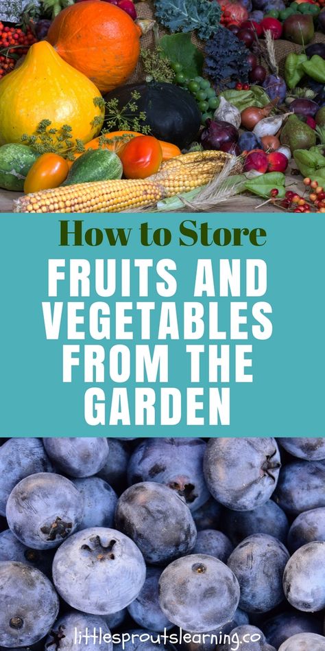 How to Store Fruits and Vegetables from the Garden Preserving Green Beans, Store Fruits And Vegetables, Storing Vegetables, Homestead Ideas, Root Cellar, Vegetable Storage, White Potatoes, Container Gardening Vegetables, How To Store