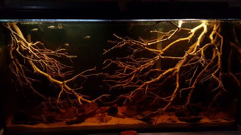 Biotope Aquarium, Fish Tank Themes, Fish Tank Terrarium, Aquascape Design, Fish Tank Design, Tropical Fish Aquarium, Tropical Fish Tanks, Tropical Freshwater Fish, Aquarium Landscape