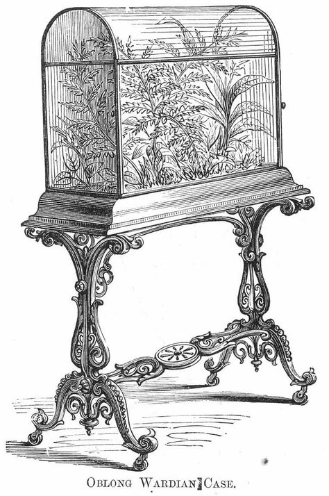 / wardian case / cabinet of curiosities / Victorian Terrariums, Victorian Drawing Room, Wardian Case, Victorian Parlor, Garden Terrarium, Bird Cages, Glass Case, Exotic Plants, Victorian Homes