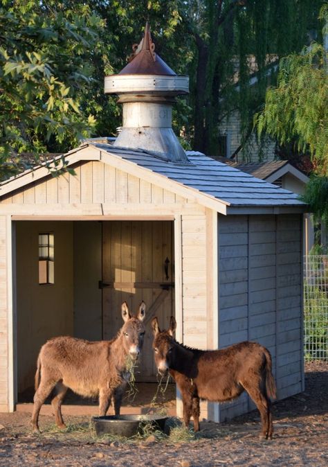 Patina Farm... not really a farm per se but what a beautiful/perfect place w/Daisy and Buttercup. #PatinaFarm Donkey Pen Ideas, Raising Donkeys, Donkey Pen, Blomme Rangskikkings, Donkey Care, Mini Donkeys, Miniature Donkeys, Livestock Shelter, Goat Pen