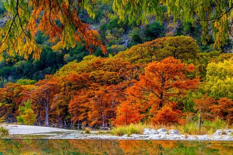 autum in Texas, probably Lost Maples State Park. - 7 Best Places to Get the Most out of Autumn in Texas Lost Maples State Park, Camping In Washington State, Minnesota Camping, Camping In Texas, Guadalupe Mountains National Park, Yellowstone Camping, Florida Camping, Texas Places, California Camping