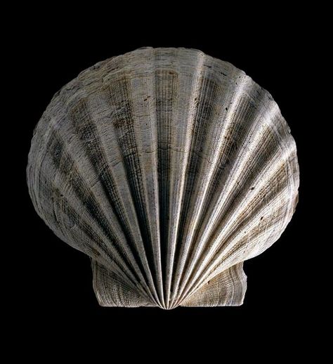 Seashell Collection, Shell Sculpture, Geometry In Nature, Art Alevel, Scallop Shell, Scallop Shells, Ghost In The Shell, Shell Art, Natural Forms