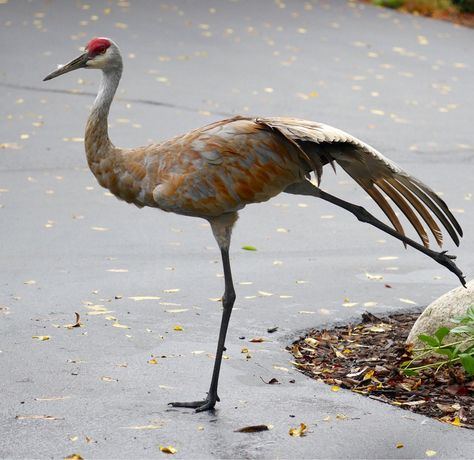 Symbolic Meanings of Cranes. I discovered that not everybody in my… | by Gee Ekachai | Medium Crane Meaning, Animal Signs, Crane Tattoo, Sandhill Cranes, Symbolic Meanings, Sandhill Crane, Animal Guides, Spirit Animals, Crane Bird