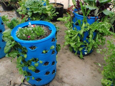 Here's how to make a cheap and cheerful vertical garden that will work in almost any space. And if you put wheels on it, it becomes a movable vertical garden. You'll need these materials: 55-gallon Plastic Drum Barrel 6-inch Schedule 40 PVC Pipe Another 6-inch PVC Pipe (lighter duty) Permanent Marker Flexible Plastic Ruler 2 x 4 Timber Test Plugs Timber Legs 2-1/2' Bolts, Nuts and Washer And these tools: Sawzall Drill Jigsaw, with regular multi-purpose blade Butter Knife Torc... Barrel Garden Planters, Plastic Barrel Planter, Barrels Diy, Look Prettier, Plastic Drums, How To Build Steps, Strawberry Planters, Vegetable Garden Diy, Barrel Planter