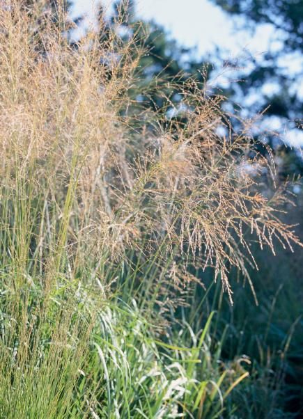 Best Ornamental Grasses for Midwest Gardens | Midwest Living Molinia Caerulea, Blue Oat Grass, Panicum Virgatum, Native Plant Landscape, Native Grasses, Landform, Shade Perennials, Grasses Garden, Dry Creek