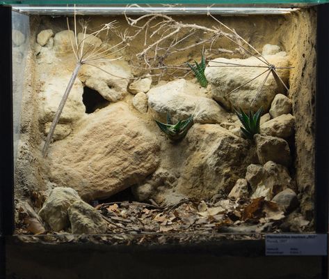 Tarantula Vivarium, Terrarium Enclosure, Spider Habitat, Uromastyx Lizard, Class Pets, Vivarium Ideas, Tarantula Enclosure, Leopard Gecko Tank, Lizard Terrarium