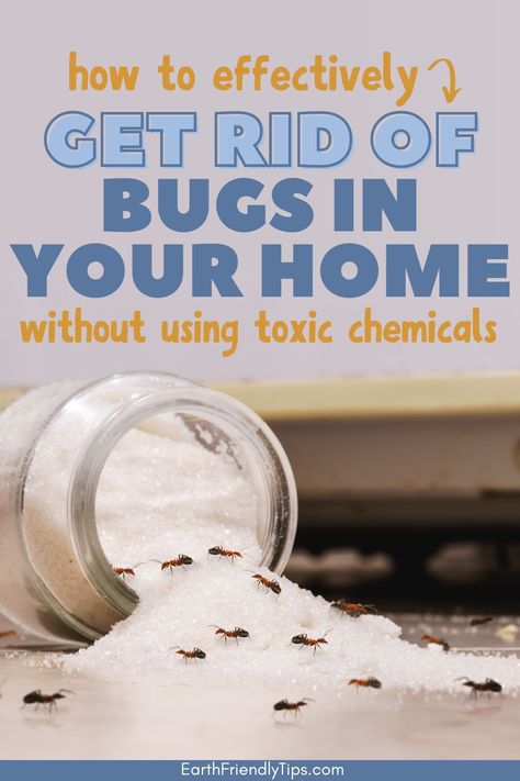 You don't want insects in your home because they can carry diseases. However, you also don't want to use toxic bug sprays made with harsh chemicals that are terrible for your health and the health of your family. That's why you should check out this guide on how to get rid of bugs in your home without using toxic chemicals. You'll discover the best eco-friendly bug spray that's effective and safe for the whole family. eco-friendly, sustainable, natural, plant-based, best eco-friendly bug spray Non Toxic Bug Spray For House, Natural Bug Spray For Home, Diy Mice Repellent, Bug Deterrent, Spider Spray, House Bugs, Diy Bug Spray, Kill Bugs, Natural Bug Spray