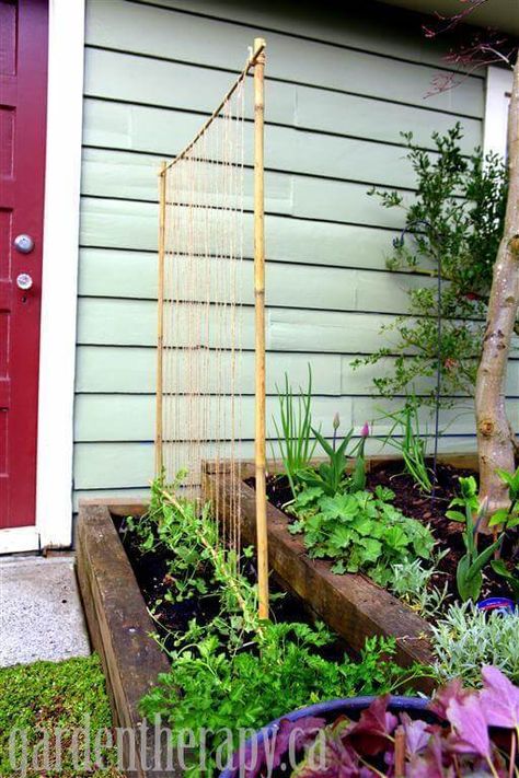 Pea support trellis | How to build a trellis for growing peas | DIY Pea Trellis Ideas & Projects Cucumbers Trellis, Pea Trellis, Diy Garden Trellis, Trellis Ideas, Garden Therapy, Bamboo Trellis, Outdoor Trellis, Diy Trellis, Garden Vines