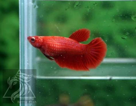 Female halfmoon red Female Betta Fish, Female Betta, Beta Fish, Betta Fish, Fish Pet, Vision Board, Fish, Red, Quick Saves