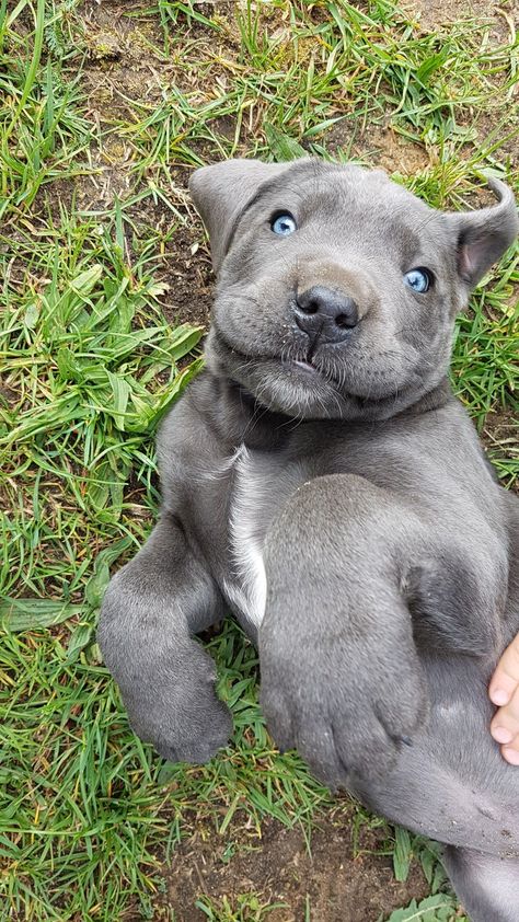 Cane Corso Blue Eyes, Blue Cane Corso Puppy, Cane Corso Dog Blue, Blue Cane Corso, Cane Corso Puppy, Cane Corsos, Cane Corso Puppies, Cane Corso Dog, Corso Dog