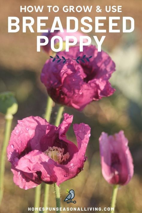 Make Your Own Poppy, Breadseed Poppy, Seasonal Living, Poppy Seeds, Diy Garden Projects, Garden Tips, Grow Your Own Food, Growing Herbs, Growing Food