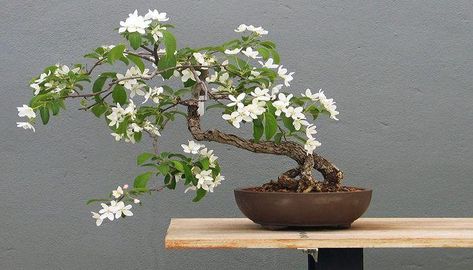 Learn in this article How to grow and care for Kamini bonsai (orange jasmine).  Do you know that this plant is native to India and has many varieties? It is also known as orange jasmine, Chinese box, and Murraya plant (Murraya paniculata). The plant is a very beautiful tropical flowering plant. It blooms flowers that […] Jasmine Tree, Murraya Paniculata, Jasminum Sambac, Tree Types, Orange Jasmine, Bonsai Tree Types, Bonsai Care, Mock Orange, Bonsai Styles