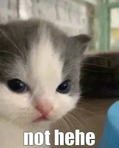 Cute Cat Memes, Funny Animal Jokes, Funny Cat Memes, Funny Reaction Pictures, Cute Memes, Cartoon Jokes, Animal Jokes, Funny Cute Cats, Silly Cats