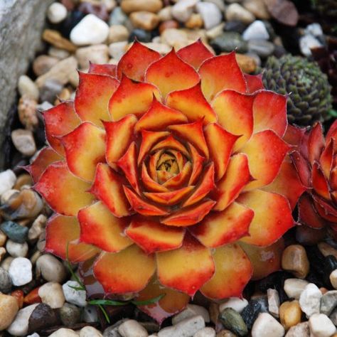 SEMPERVIVUM_CHICK_CHARMS_GOLD_NUGGET_HEN_AND_CHICKS_CH_SEMGN_03 Drought Tolerant Perennials, White Flower Farm, Waterwise Garden, نباتات منزلية, Patio Planters, Succulent Gardening, Garden Types, Hens And Chicks, Gold Nugget