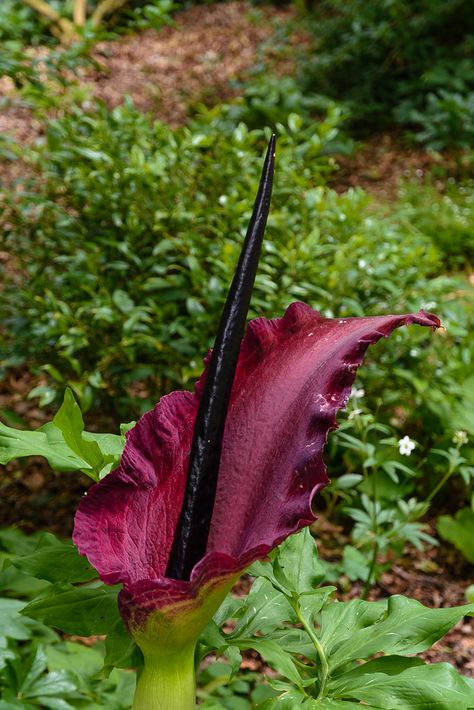 https://flic.kr/p/2gkHijm | Stink Lily | Dracunculus vulgaris - also known as the common dracunculus, dragon lily, dragon arum, black arum, voodoo lily, the snake lily, stink lily, the black dragon, black lily, dragonwort, and ragons. Lily Seeds, Goth Garden, Gothic Garden, Black Garden, Unusual Plants, Bonsai Garden, Wholesale Flowers, Bulb Flowers, Exotic Plants