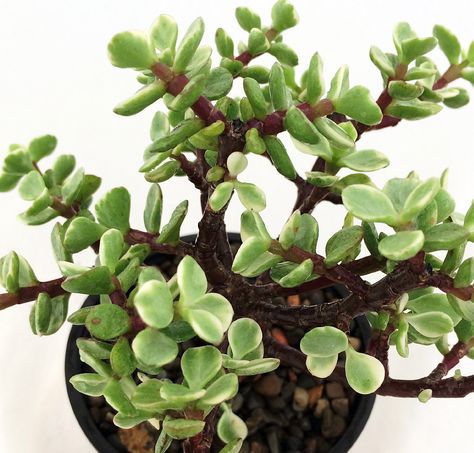 Free 2-day shipping. Buy Creme & Green Mini Jade Plant - Portulacaria afra - 2.5" Pot at Walmart.com Jasmine Plant, Jade Plant, Crassula Ovata, Plant Delivery, Growing Succulents, Plant Guide, Succulent Gardening, Jade Plants, Garden Markers