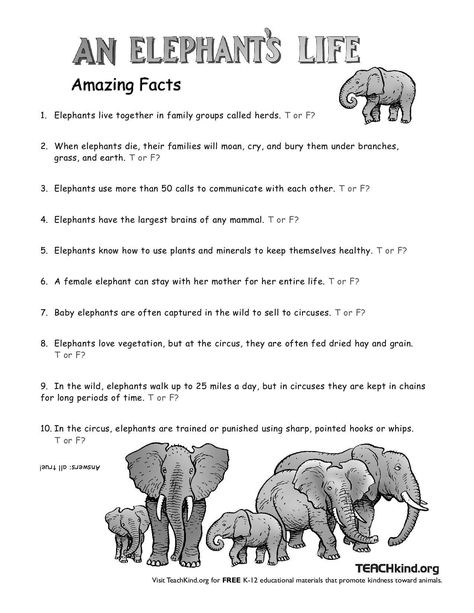 elephant's life lesson plan worksheet Elephant Lesson Plan Preschool, Zoo Worksheets, Elephant Activities, Easter Holiday Activities, Elephant Information, Elephant Drawings, Elephant Quotes, All About Elephants, Elmer The Elephants