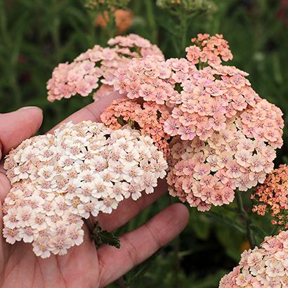 Achillea Millefolium, Cut Flower Garden, Flower Farm, Perennial Plants, Front Garden, Dream Garden, Garden Planning, Cut Flowers, Backyard Garden