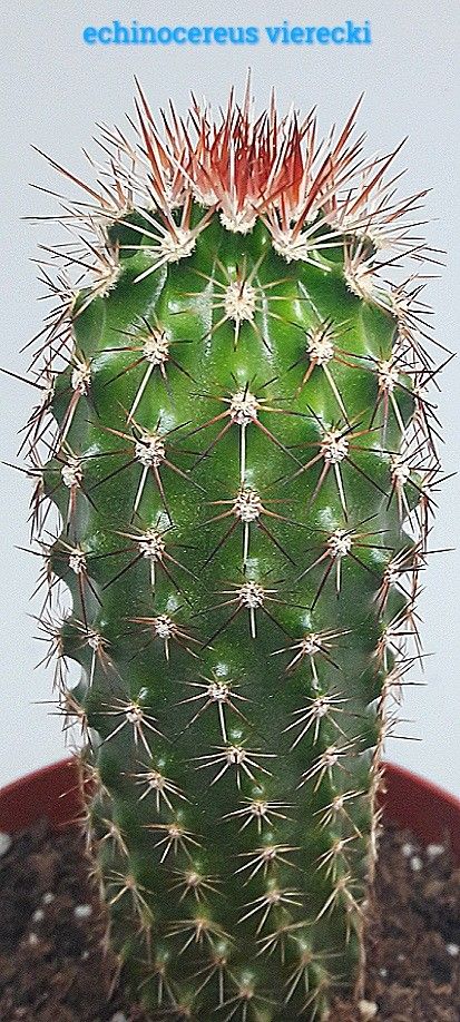 Catus Landscaping Wallpaper, Cactus Flowers, Cactus Flower, Landscaping Plants, Cactus And Succulents, Cacti And Succulents, Cactus Plants, Cactus, Green