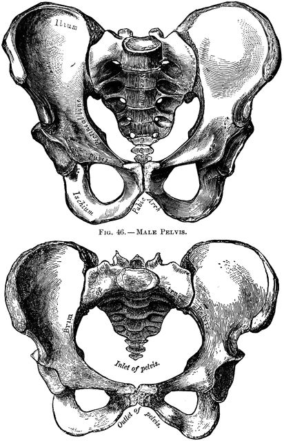 Male Pelvis, Pelvis Drawing Reference, Female Pelvis, Drawing The Human Head, Skeleton Anatomy, Flower Pattern Drawing, Skeleton Drawings, Human Figure Drawing, Anatomy Sketches