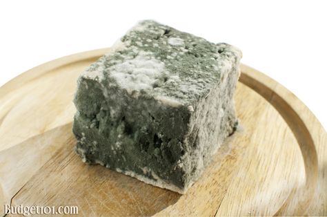 Moldy Cheese- When to Trim it & Enjoy & when to toss it- here's what you need to know! Moldy Cheese, Gross Food, Long Dog, Food Facts, Feta Cheese, Feta, I Saw, Cream Cheese, Dairy