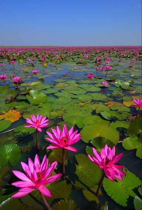 Lotus Flower Meaning and Symbolism | Balcony Garden Web Aesthetic Lotus, Lotus Flower Colors, Lotus Flower Meaning, Fav Flower, Lotus Garden, Lotus Plant, Lily Lotus, Beautiful Flowers Images, Flower Meanings