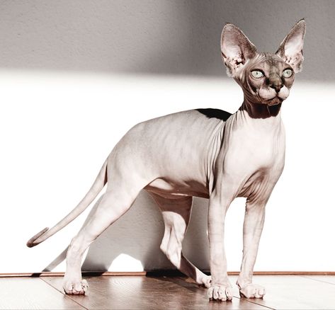 Ashera Cat, Most Popular Cat Breeds, Asian Leopard Cat, Popular Cat Breeds, Burmese Cat, Sphynx Cats, Photography Wildlife, Cat Breeder, Luxury Cat