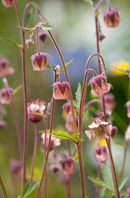 water avens Bog Garden, Garden Types, Variegated Plants, Wildlife Gardening, Cold Frame, Ground Cover Plants, Gardening Advice, Herbaceous Perennials, Peach Flowers