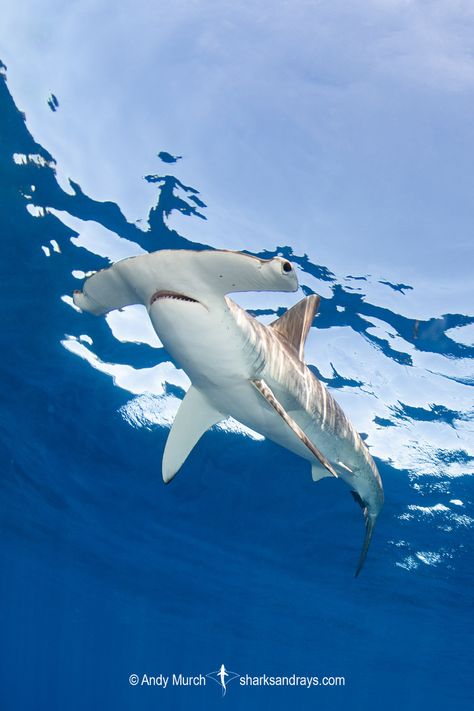 White Tip Shark, Shark Photography, Silly Shark, Hammerhead Sharks, Sea Shark, Save The Sharks, Shark Conservation, Shark Facts, Shark Pictures