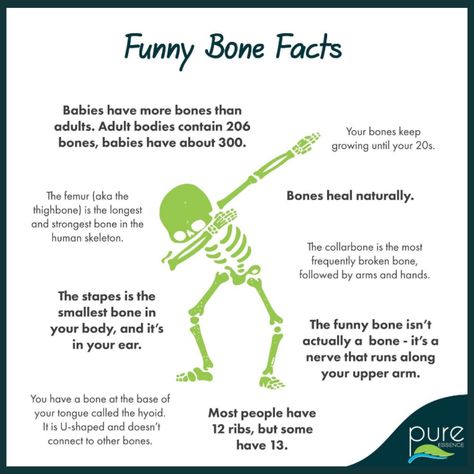 Learn Bones Human Skeleton, Did You Know Muscle Facts, Human Body Facts Science, Chiropractic Fun Facts, Skeleton System Project, Skeleton System Anatomy, Skeletal System Project, Skeletal System Activities, Human Body Bones