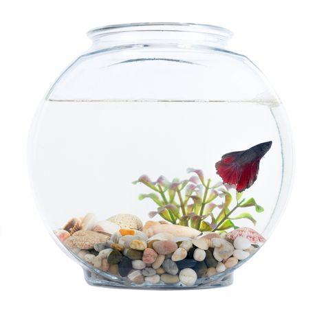 What Kind of Fish Can Live in a Bowl? | Cuteness Fish Bowl Centerpiece Wedding, Betta Fish Bowl, Black Goldfish, Cool Fish Tanks, Goldfish Bowl, Betta Fish Care, Betta Fish Tank, Beta Fish, Cool Fish