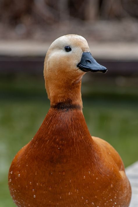 Thanks to @yoksel for making this photo available freely on @unsplash 🎁 Holistic Clinic, Duck Beak, Evidence Based Medicine, Bird Beaks, Kale Smoothie, Big Pharma, Bird Photo, Free Image, Ducks