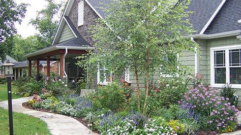 Design School: Foundation Plantings – Grow Beautifully Front Of House Landscaping, River Birch Trees, Google Ideas, Birch Trees Landscaping, Trees For Front Yard, Mulch Landscaping, River Birch, Fall Garden Vegetables, Foundation Planting