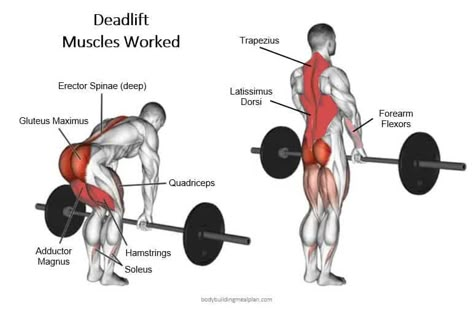 Rack Pull Deadlift Muscles Worked Deadlift Muscles Worked, Adductor Longus, Teres Major, Pectoralis Major, Deadlift Workout, Barbell Deadlift, Latissimus Dorsi, Barbell Workout, Compound Exercises