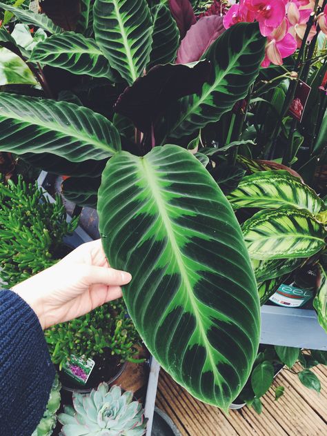 Calathea warscewiczii Calathea Warscewiczii, Plant Wishlist, Plant Goals, Live House, Calathea Plant, Prayer Plant, Inside Plants, Plants And Flowers, Pretty Plants