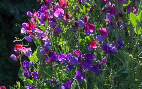 A step-by-step guide on when to plant and how to grow sweet peas | The Telegraph Grow Sweet Peas, Growing Sweet Peas, When To Plant, Garden Compost, Cold Frame, Silver Birch, Sweet Peas, Perfect Plants, Plant Roots