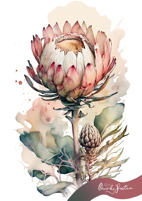 Watercolour protea, south african flower, pink, flora, ai, midjourney, south africa, art, watercolour, african , proteas, king protea, protea print Protea Flower Illustration, King Protea Illustration, South Africa Watercolor, Protea Art Paintings, Protea Flower Drawing, Watercolour Protea, Protea Drawing, Protea Illustration, Protea Tattoo