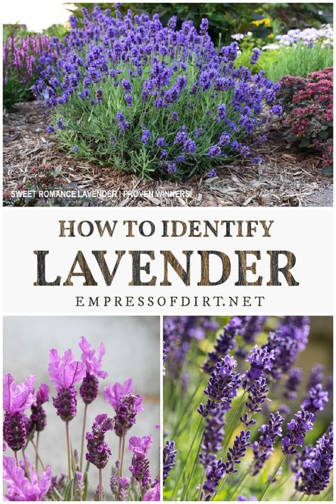 Basic tips to help identify whether your lavender plant is tender or hardy. Types Of Lavender Plants, Types Of Lavender, Lavender Plant Care, Lavender Types, Lavender Varieties, Lavender Bush, Lavender Plants, Lavender Leaves, Beginner Gardening