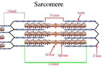 Sarcomere Structure Tutorial | Sophia Learning Muscle Diagram, Human Muscle Anatomy, Muscle Structure, Body Bones, Muscle Hypertrophy, Tissue Types, Biology Facts, Muscular System, Muscle Anatomy