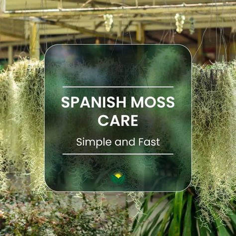 The best way to care for Spanish moss (Tillandsia usneoides). Simple and fast | Outdoor Moss Spanish Moss Hanging Ideas, Spanish Moss Decor Ideas, Tillandsia Usneoides, Air Plants Care, Moss Plant, Moss Decor, Moss Balls, Head Planters, Succulents Indoor