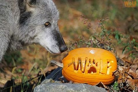 Wolf Conservation Center on Instagram: "Trick or treat! 🎃 📷 WCC Curator Rebecca Bose #wolfconservationcenter #zephyr #ambassadorwolf #halloween #trickortreat #🎃 #wolf #happyhalloween #happyhalloween🎃 #halloweenweekend #wolvesofinstagram #wolfstagram #enrichment" Wolf Autumn, Seacrest Wolf Preserve, Halloween Wolf, Timber Wolf Photography, Wolf Conservation Center, Wolf Carrying Pup, Wolves, Trick Or Treat, Happy Halloween