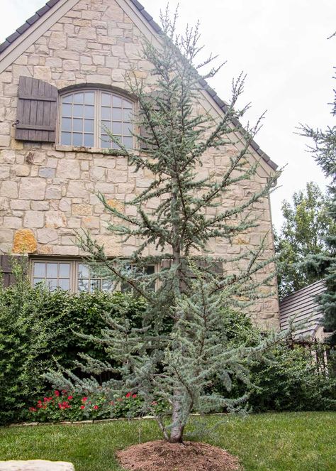 Jane Magnolia Tree, Verbena Homestead Purple, Cedar Plant, Blue Atlas Cedar, Nursery Landscape, Thuja Green Giant, Atlas Cedar, Leyland Cypress, Arborvitae Tree