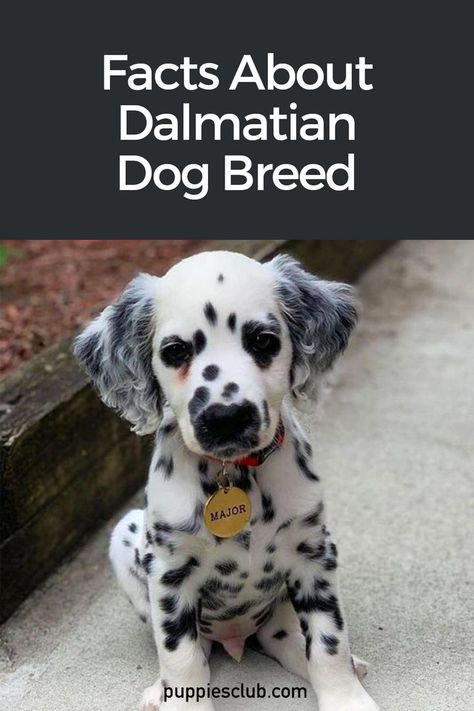 dalmatian-dog Dalmatian Facts, Puppy Crafts, Dalmatian Puppies, Striped Coat, Allergic To Dogs, Best Dogs For Families, Dalmatian Puppy, Dalmatian Dog, Popular Dog Breeds