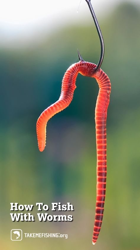 They may wiggle, they may smell, they may be slimey. But they are also one of the best baits to learn to fish with.  Get started with this guide on how to fish with worms. Fish Traps Diy, Fish Traps Diy How To Make, Bluegill Bait, Bream Fishing Tips, Wacky Worm Rig, How To Bait A Hook, Red Fish Fishing Rigs, Fishing Worms, Fishing Line Knots