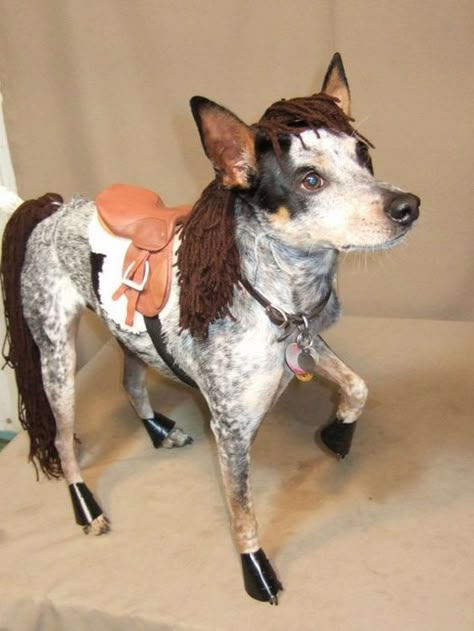 Best Dog Costumes, Costumes Funny, Diy Dog Costumes, Horse Costumes, Pet Halloween Costumes, Couple Costumes, Animal Costumes, Dog Halloween Costumes, Family Halloween Costumes